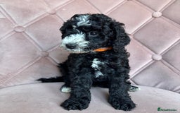 Cockapoo dogs for sale: Cockapoos  - Image 19