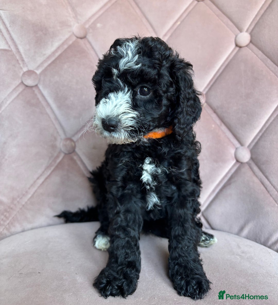 Cockapoo dogs for sale: Cockapoos  - Image 19
