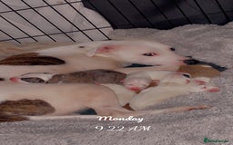 Staffordshire Bull Terrier dogs for sale: Staff cross American bulldog  - Image 1