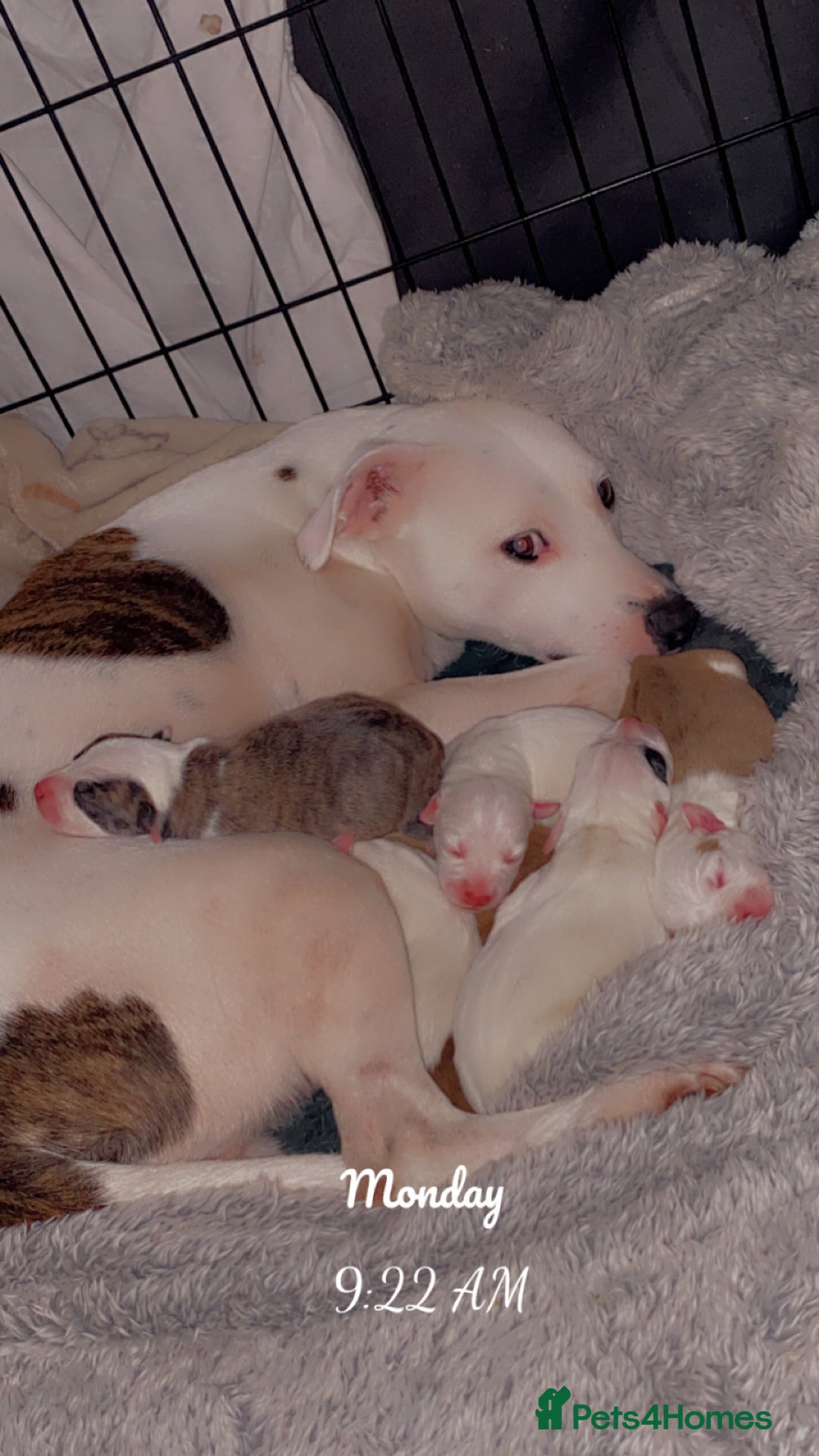 Staffordshire Bull Terrier dogs for sale: Staff cross American bulldog  - Image 1