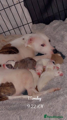 Staffordshire Bull Terrier dogs - Advert 5