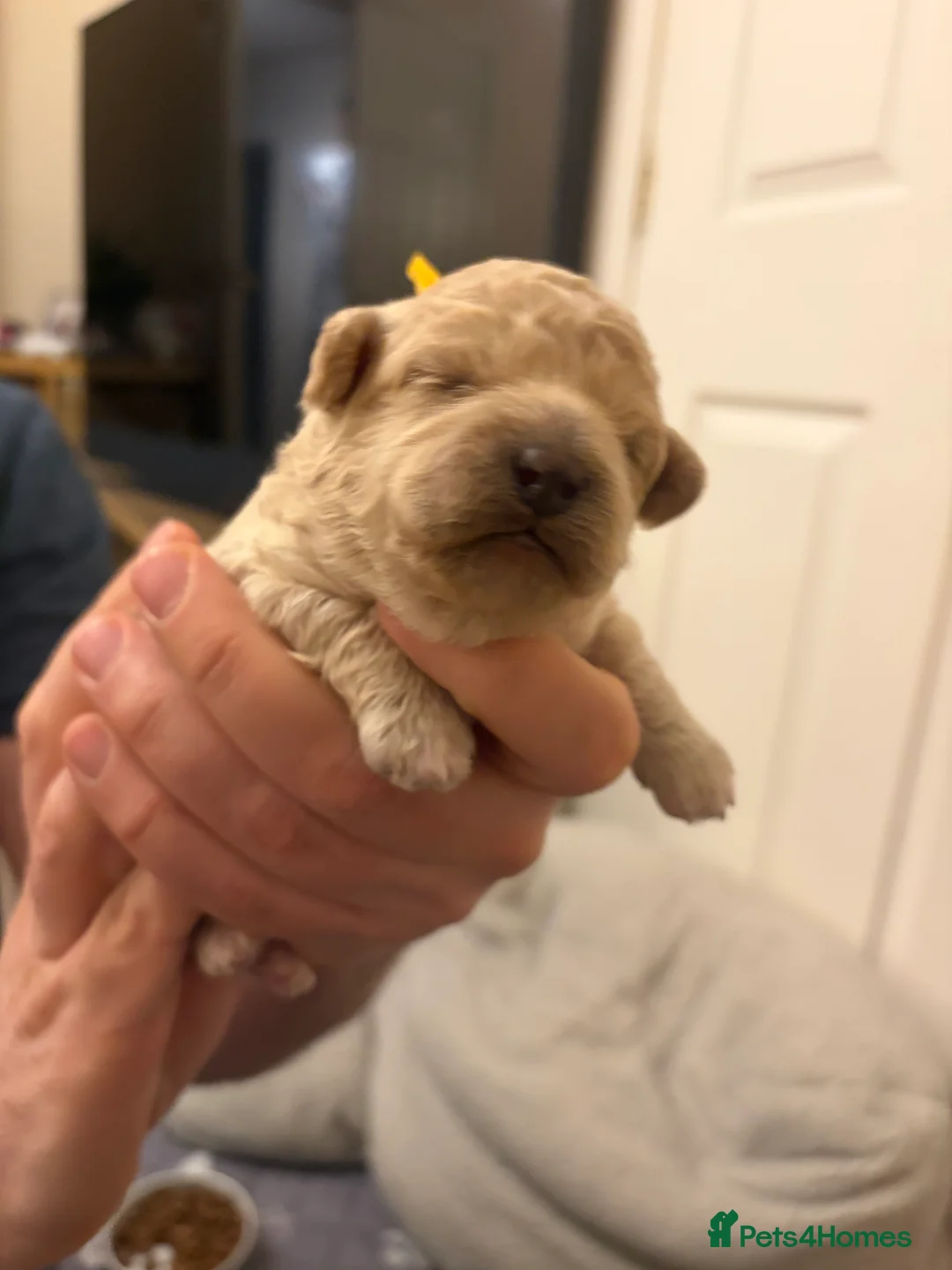 Mixed Breed dogs for sale: 5 Beautiful Poochon Puppies For Sale - Advert 14
