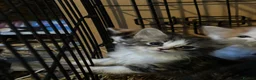 Mixed Breed cats for sale: Farm kitten - Advert 5