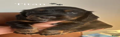 Titan 