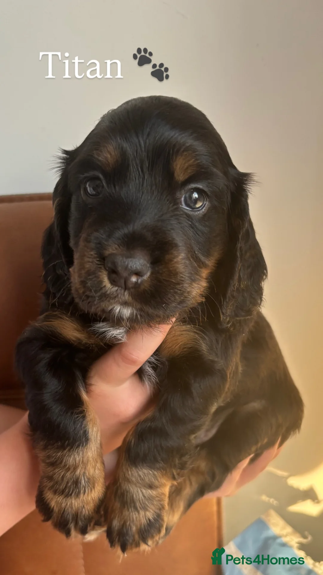 Cocker Spaniel dogs for sale: Tri coloured cocker spaniel puppies  in Cheltenham - Advert 5