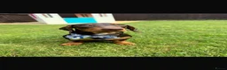 Dachshund dogs for sale: BEAUTIFUL KC REG & PRA CLEAR MINIS🩷💙 - Advert 21