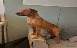 Labrador Retriever dogs for stud: 0/0 Hip & Elbows, Fully Health Tested in Tadcaster - Image 5