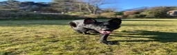 German Shepherd dogs for sale: Lucy  - Advert 6