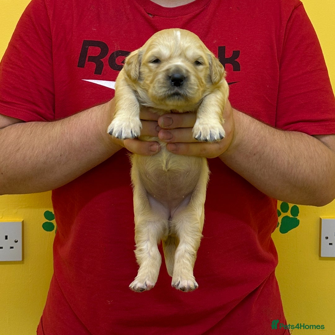 Golden Retriever dogs for sale: Stunning golden retriever puppies for sale  - Advert 8