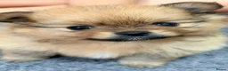 Pomeranian dogs for sale: Beautiful Pomeranian puppies in Burnley - Advert 5