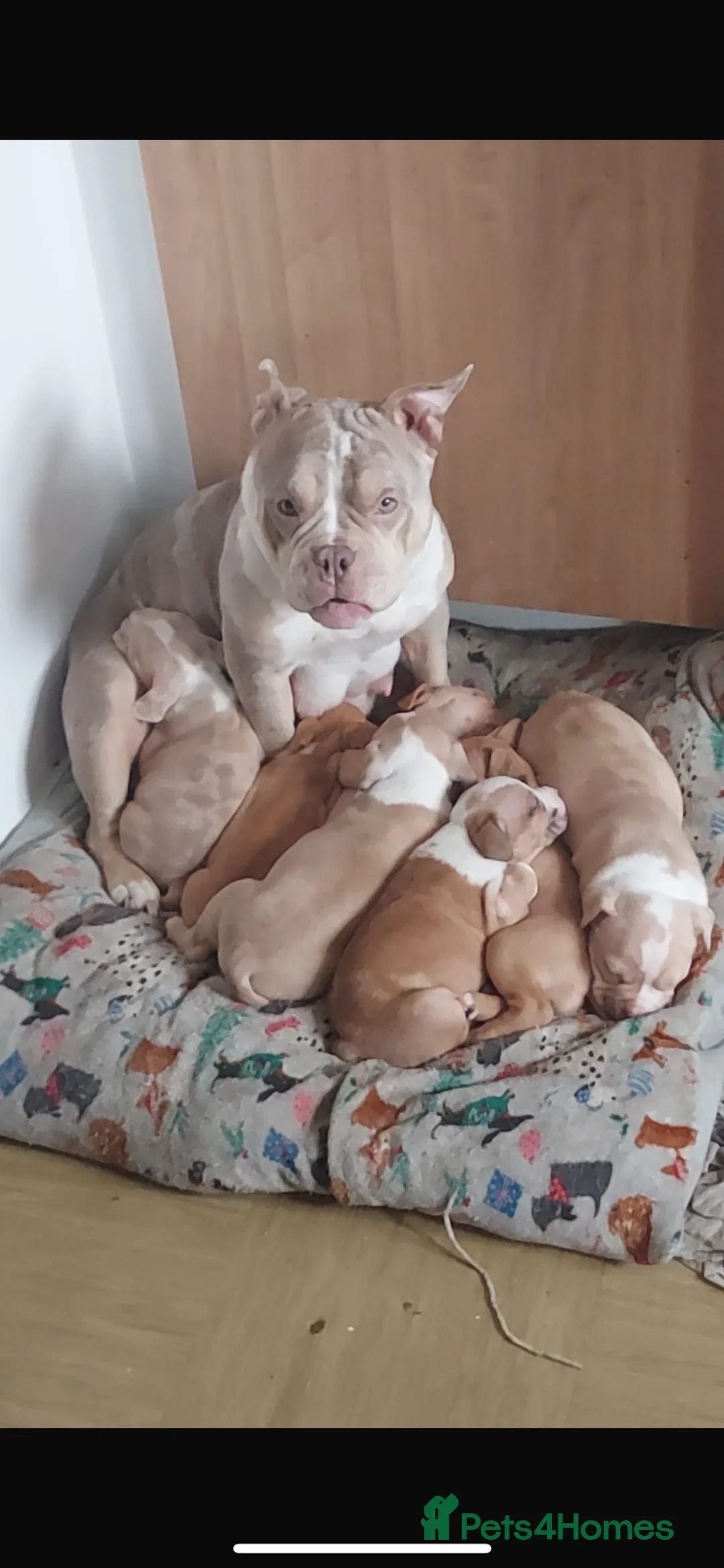 Mixed Breed dogs for sale: Staffy cross pocket bully puppies - Advert 1