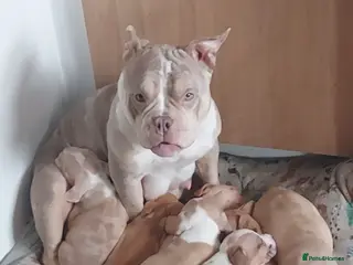 Mixed Breed dogs Staffy cross pocket bully puppies - Advert 2