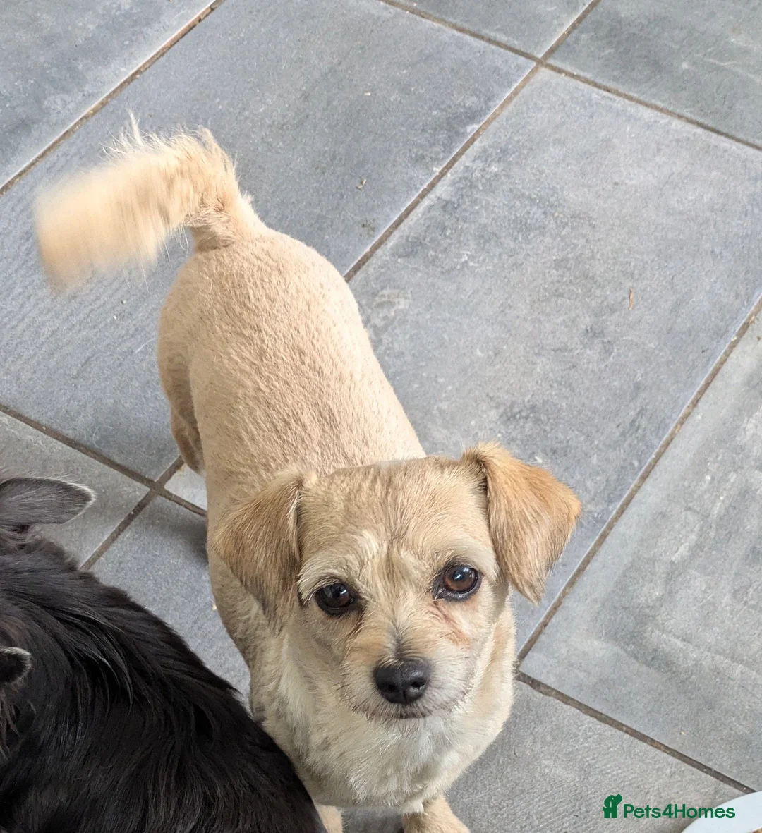Chi chi Chipoo Puppies for sale | Pets4Homes