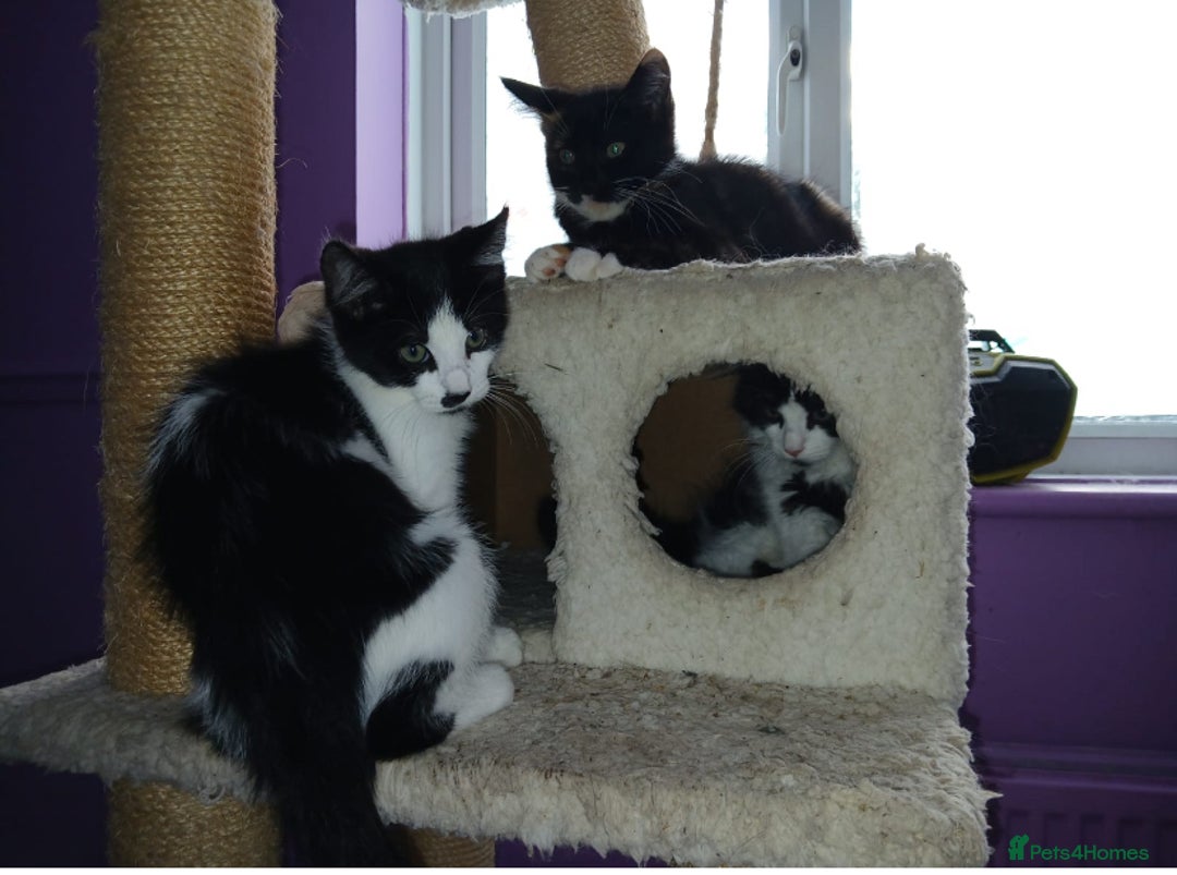 Maine Coon cats for sale:  Vet check. Full Vaccinated. Microchiped kittens in Sudbury - Image 22