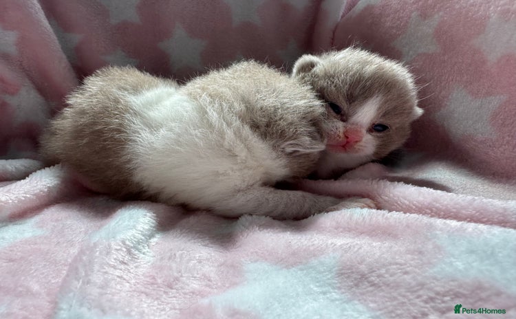 British Shorthair cats - Advert 1