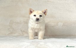 Mixed Breed dogs for sale: Stunning chowsky puppies for sale  - Image 8