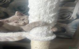 British Shorthair cats for sale: Beautiful British short hair kittens  in Manchester - Image 34