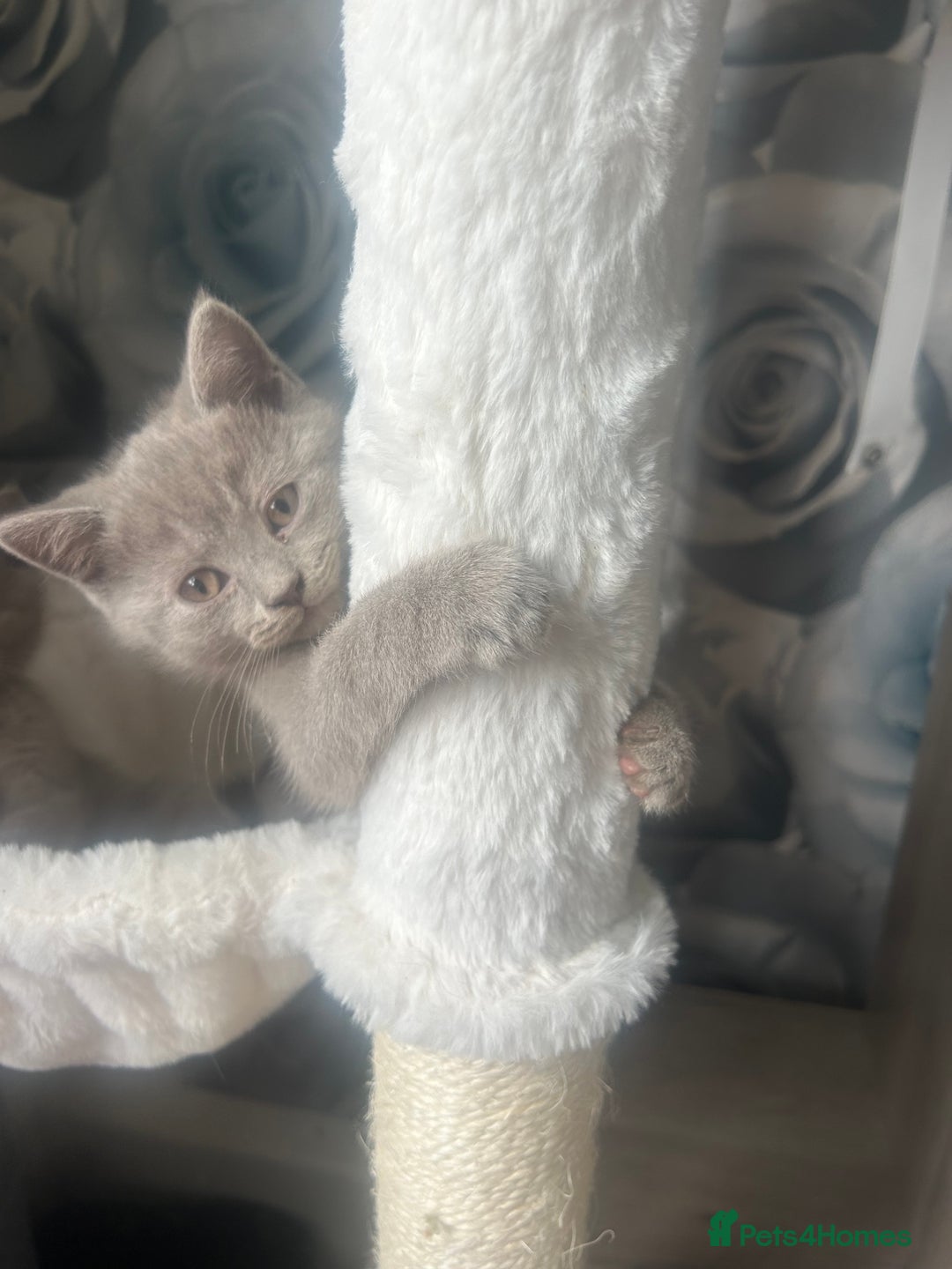 British Shorthair cats for sale: Beautiful British short hair kittens  in Manchester - Image 34