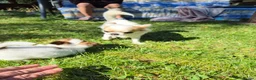 Chihuahua dogs for sale: Stunning Long-Haired Chihuahua Puppies in Guildford - Advert 24