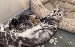 Bengal cats for sale: Half marble Bengals - Image 4