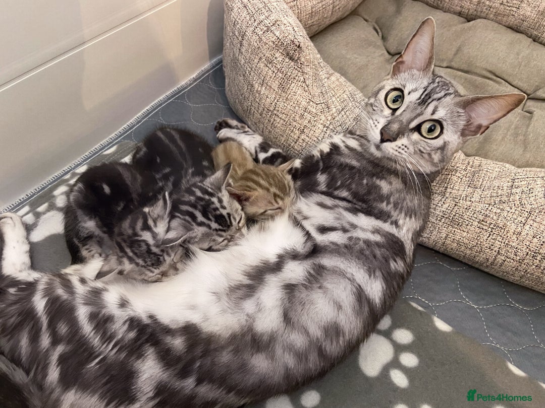 Bengal cats for sale: Half marble Bengals - Image 4