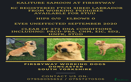 Labrador Retriever dogs for sale: KC Reg many Champion lines Drakeshead in pedigree  - Image 3