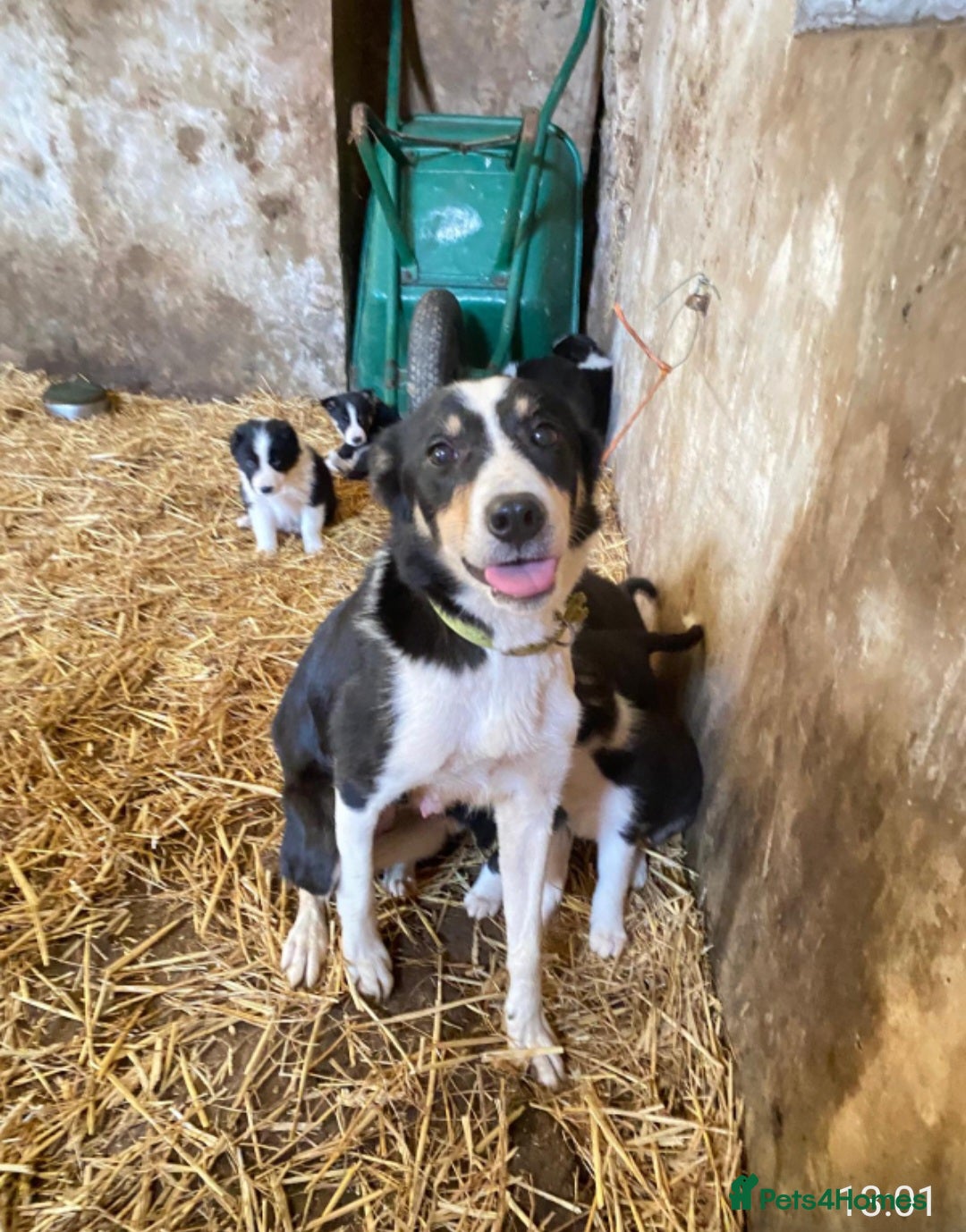 Border Collie dogs for sale: Farm bred, Tri coloured border collie puppies  - Advert 11