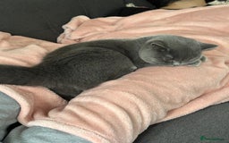 British Shorthair cats for sale: Fluffy British Shorthair Kitten  - Advert 7