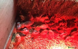 Guinea Fowl poultry for sale: Guinea fowl - Image 3