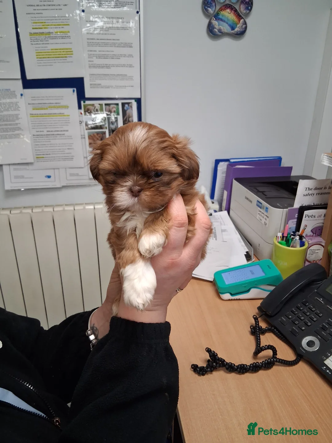 Shih Tzu dogs for sale: Stunning imperial shih tzu puppies available. in Barnsley - Advert 9