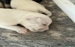 Miniature Schnauzer dogs for sale: 5*KC MINIATURE SCHNAUZER PUPPIES  - Image 5