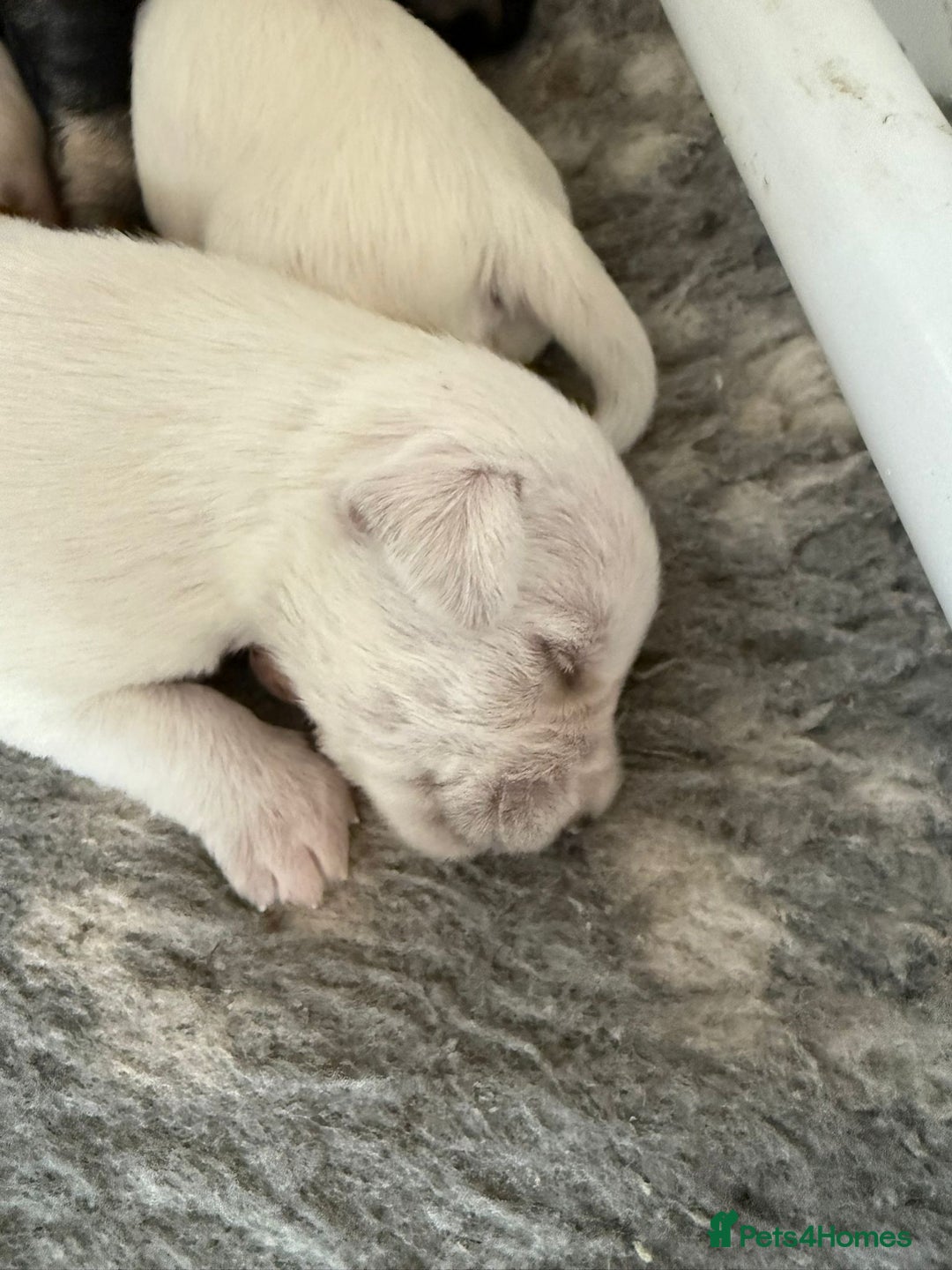 Miniature Schnauzer dogs for sale: 5*KC MINIATURE SCHNAUZER PUPPIES  - Image 5