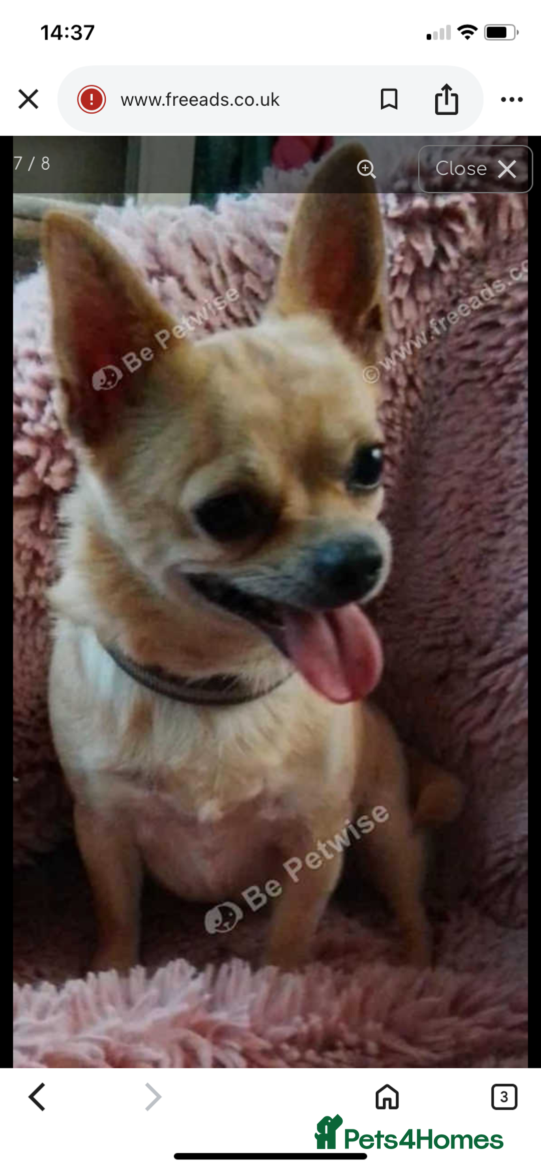 Chihuahua dogs for sale: Chihuahua - Advert 1