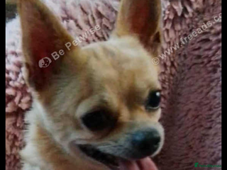 Chihuahua dogs Chihuahua - Advert 1