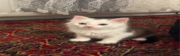 Domestic Shorthair cats for sale: Kitten Looking for a Loving Home 🐾 - Advert 10