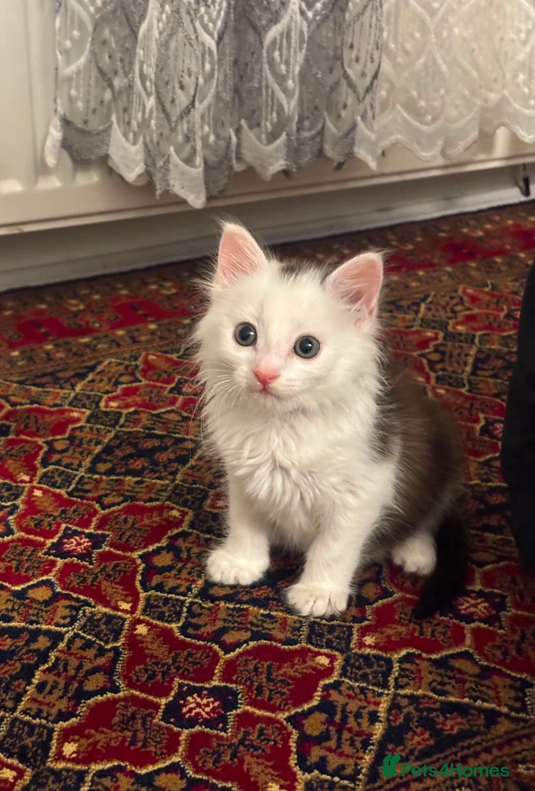 Domestic Shorthair cats for sale: Kitten Looking for a Loving Home 🐾 - Advert 10