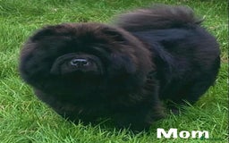 Chow Chow dogs for sale: 🌟Quality Chow Chow Puppies-ChampionLines🌟 - Image 27