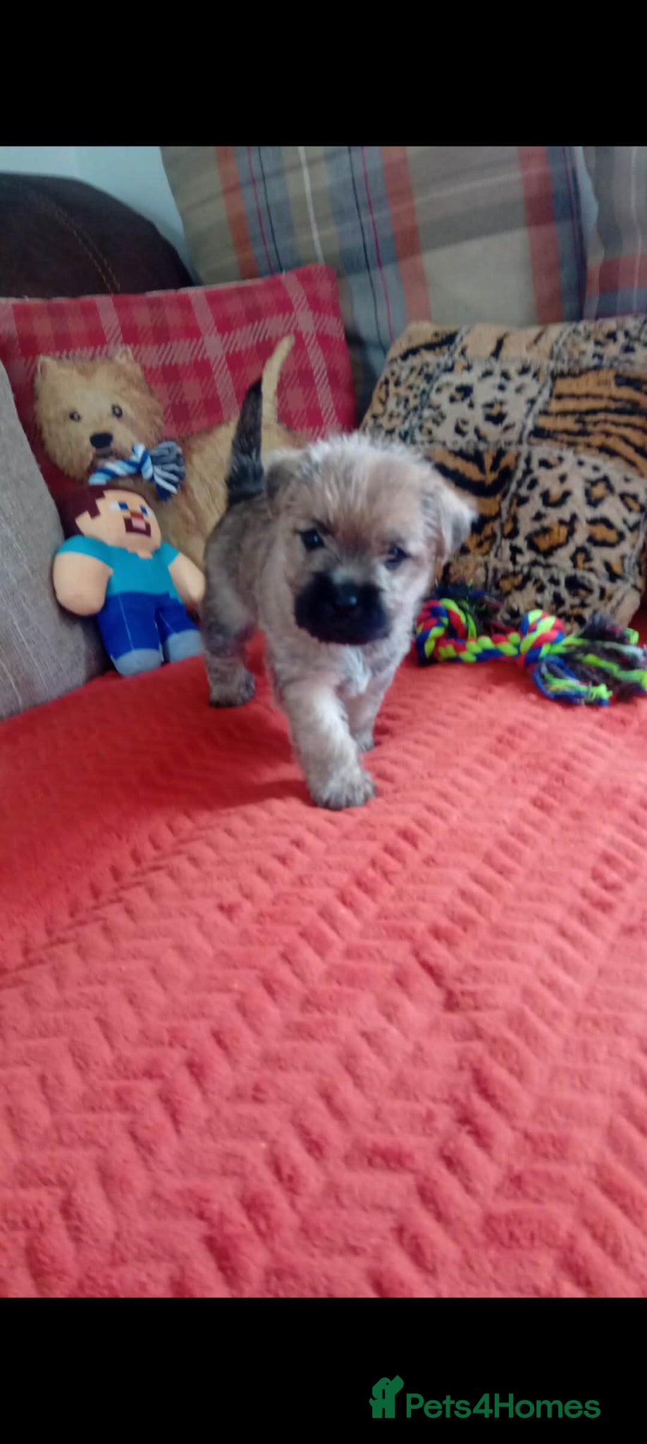 Cairn Terrier dogs for sale: KC registered Cairn terriers - Advert 1