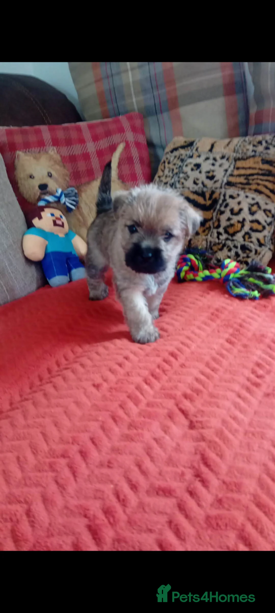 Cairn Terrier dogs for sale: KC registered Cairn terriers in Denbigh - Advert 1