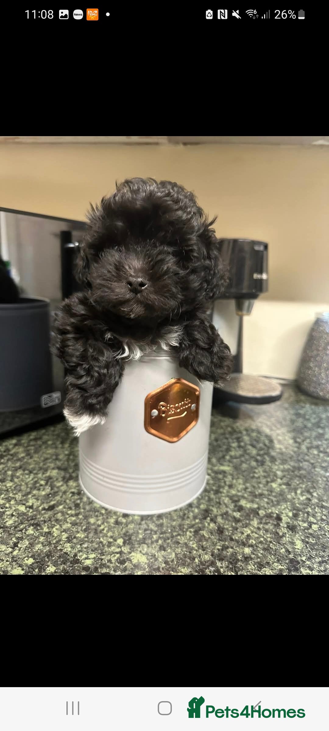 Maltipoo dogs for sale: MALTIPOO 🥰🥰 READY TO LEAVE  - Advert 5
