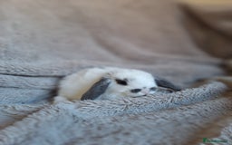 Mini Lop rabbits for sale: Beautiful pure breed mini lops  - Image 5