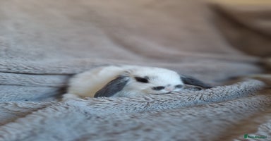 Mini Lop rabbits - Advert 16