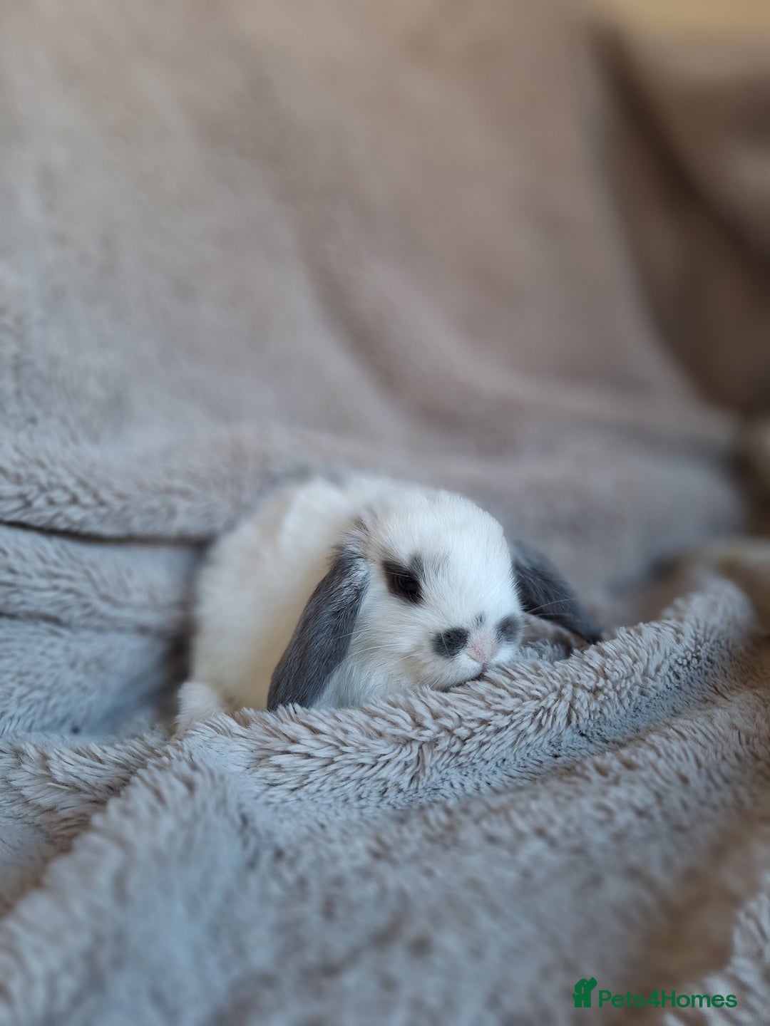 Mini Lop rabbits for sale: Beautiful pure breed mini lops  - Image 5