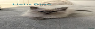 Light Blue Kitten
