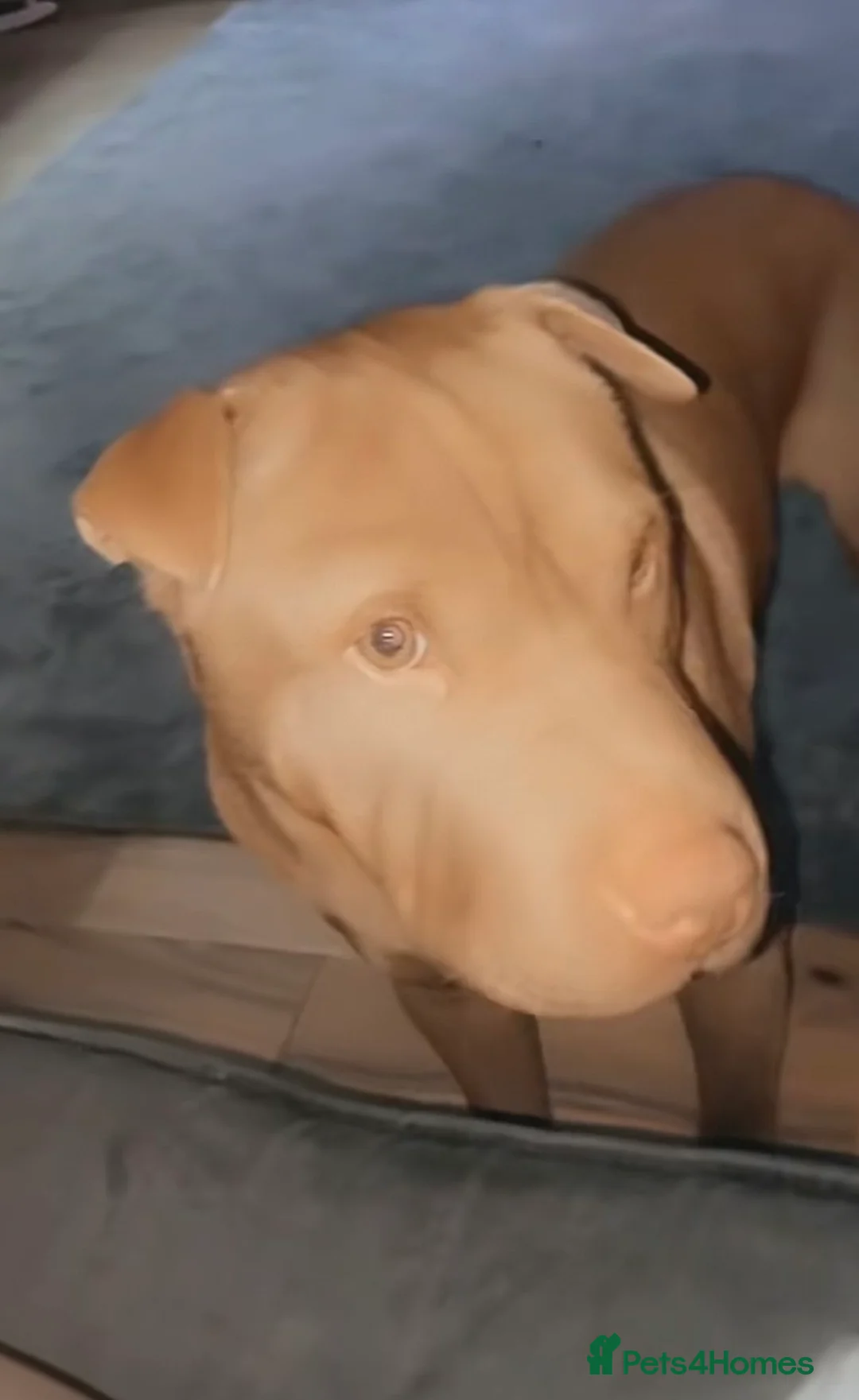 Mixed Breed dogs for sale: Our gorgeous boy Bear needs a new home  - Advert 1