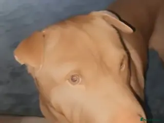 Mixed Breed dogs Our gorgeous boy Bear needs a new home - Advert 2