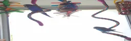 Mixed Breed birds for sale: Hand tame pair of budgies and semi tame Quaker  - Advert 3