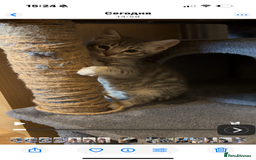 Bengal cats for sale: boys kittens - Image 15