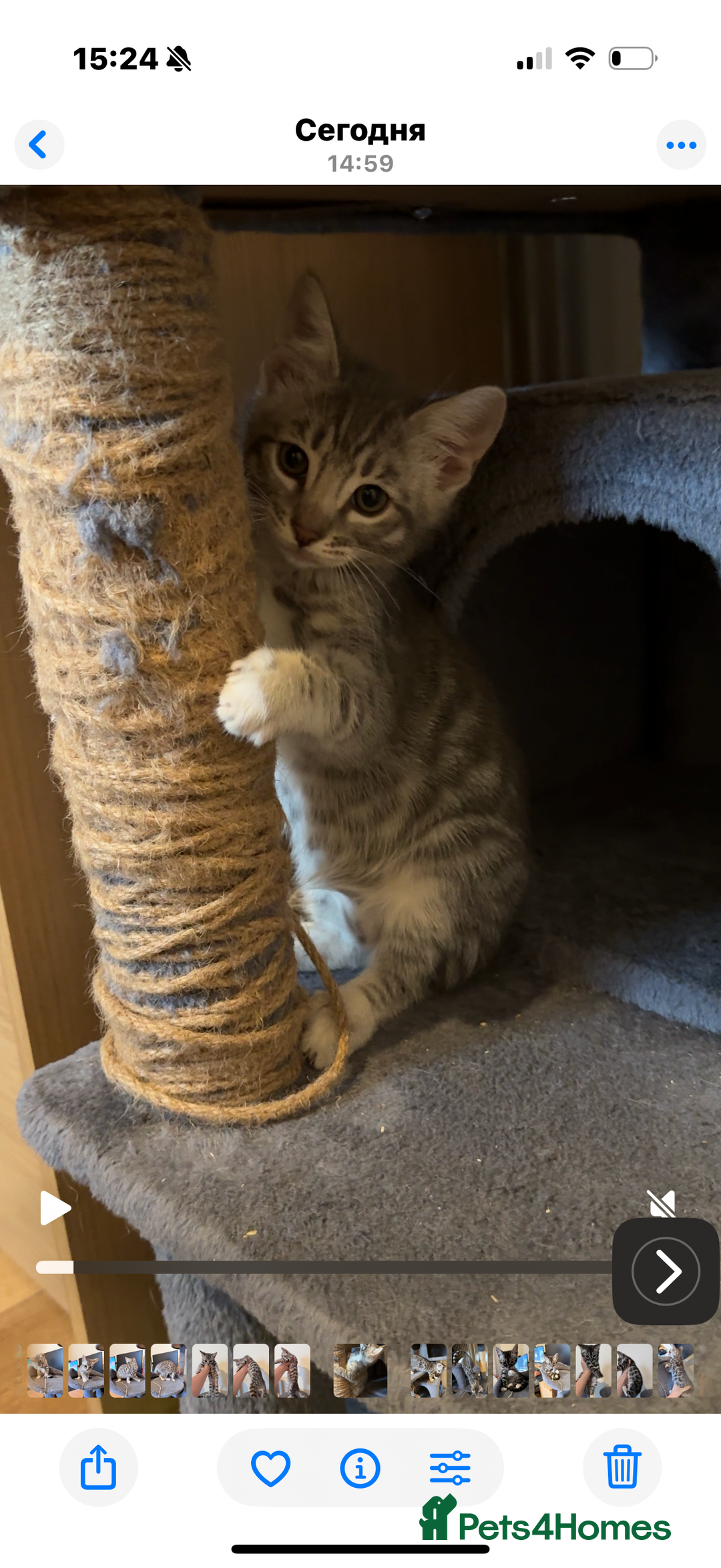 Bengal cats for sale: boys kittens - Image 15