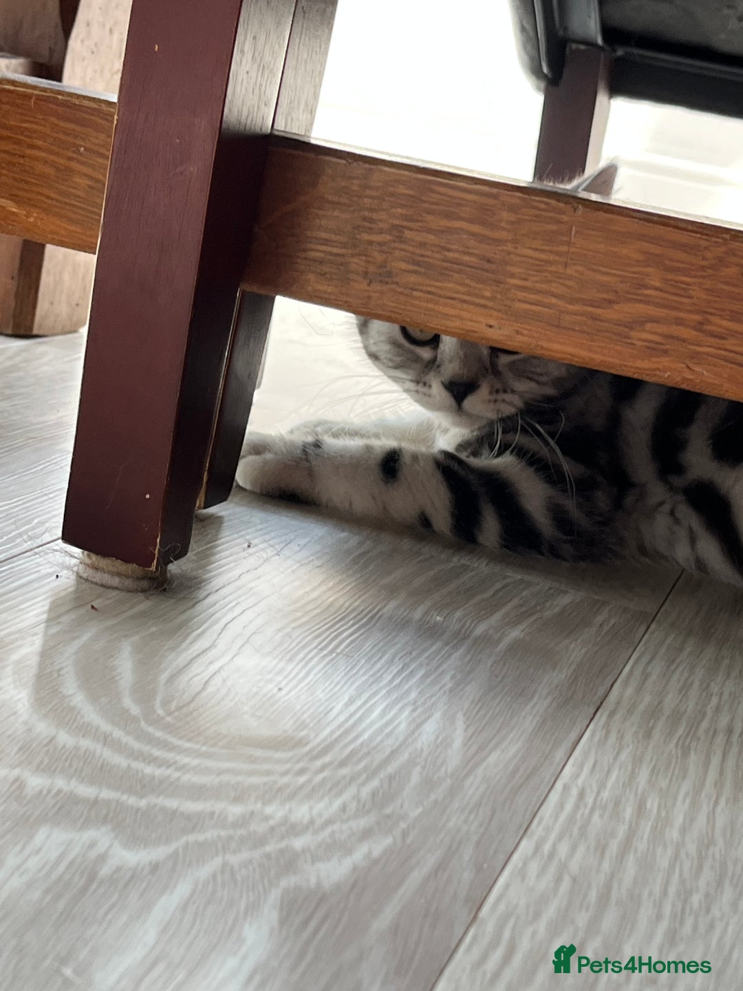 British Shorthair cats for sale: British Shorthair Classic Silver Tabby - Image 9